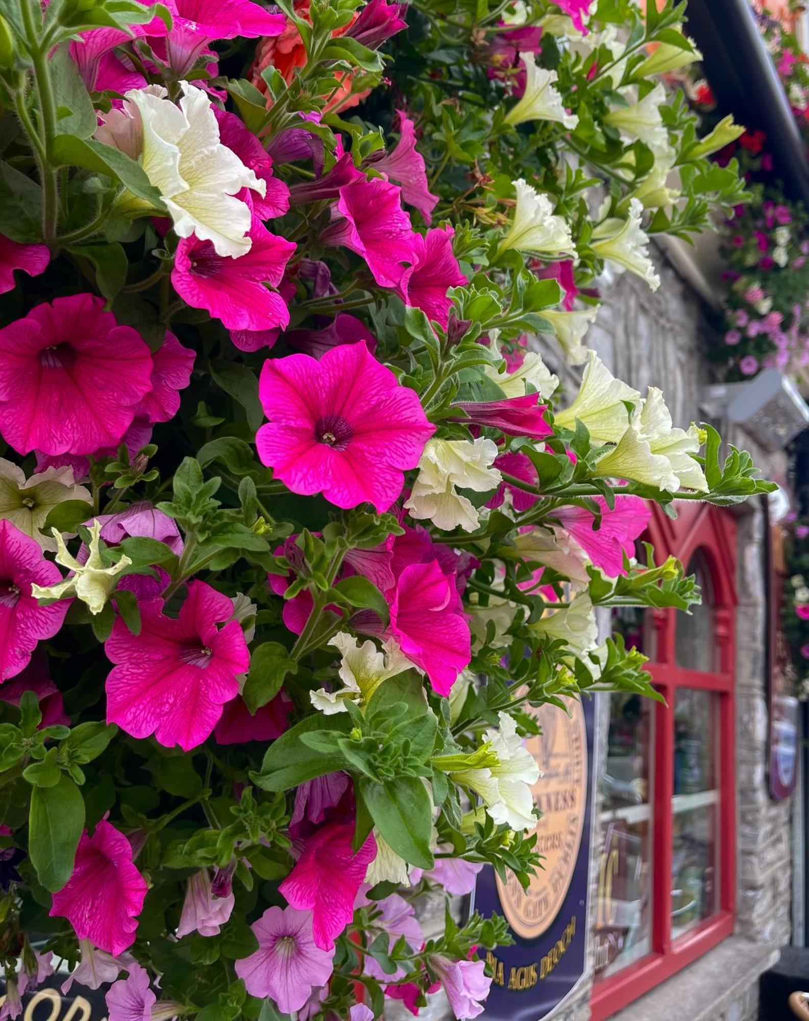 Foleys Ardmullen Townhouses Kenmare Esterno foto